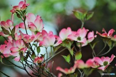 花見好き～、、、ⅰ