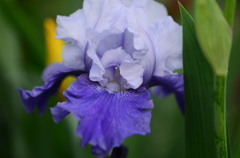 菖蒲ー７