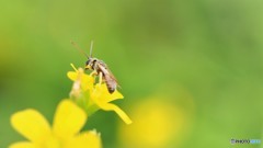 蜂の佇み、、、。