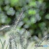 秋の木漏れ日