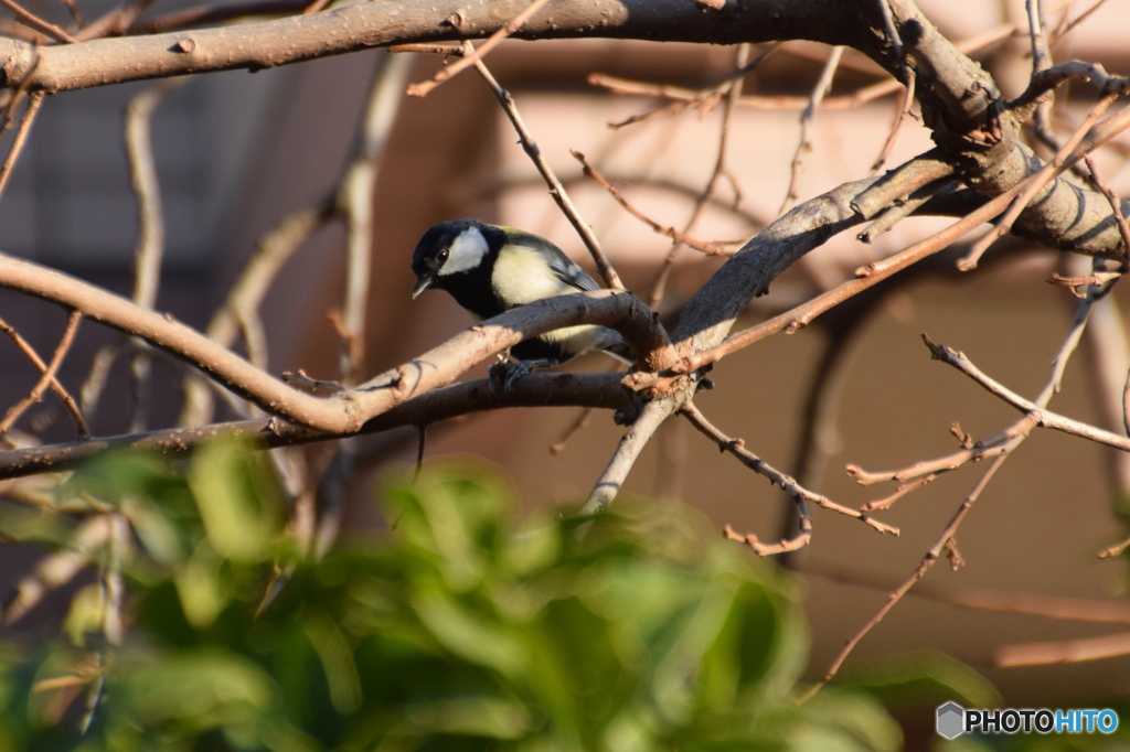 暮れの出遭いー１