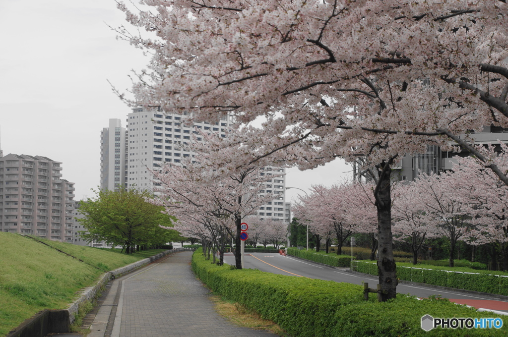 卯月桜ー染井吉野