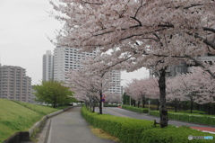 卯月桜ー染井吉野