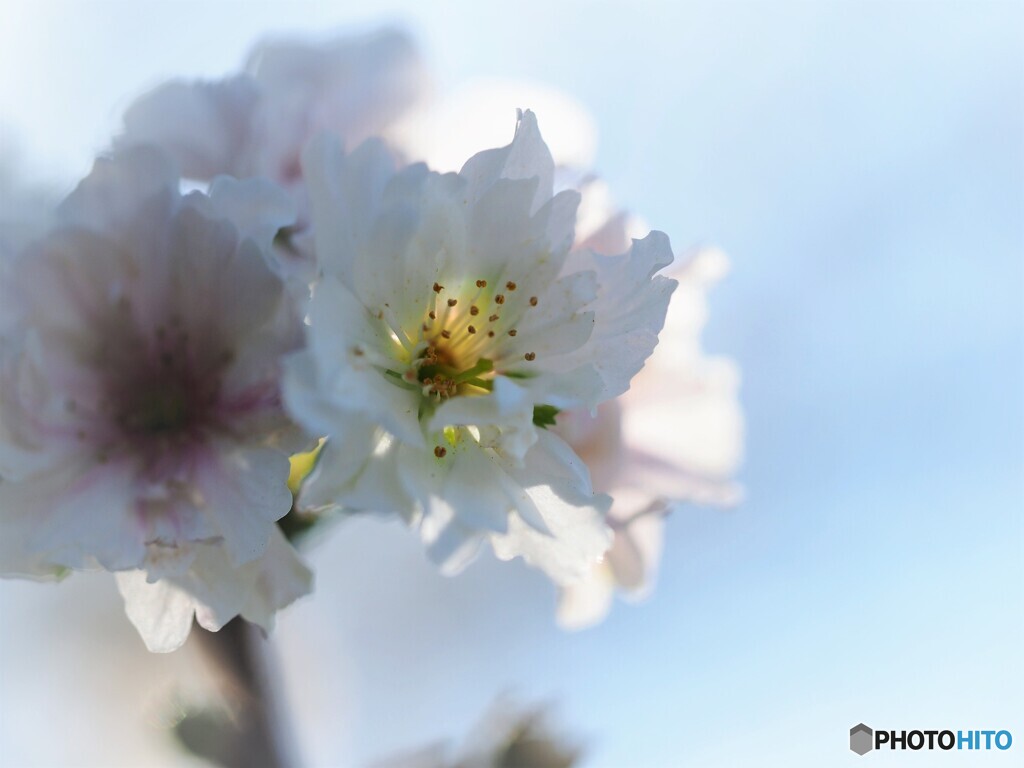 子福桜～ⅲ