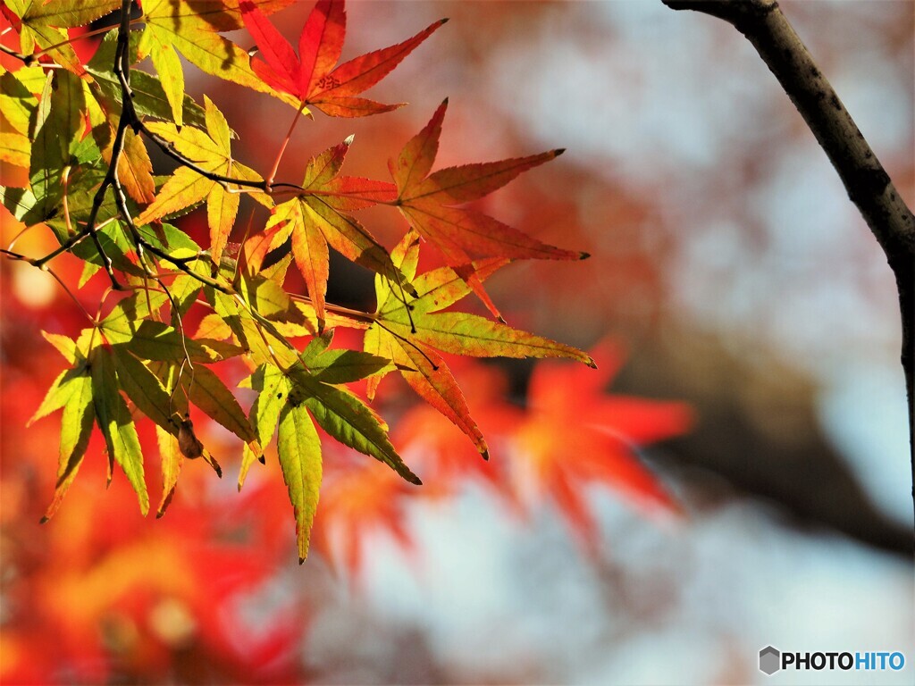 グラデーション