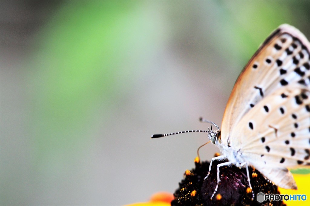 ヤマトの顔、、、。
