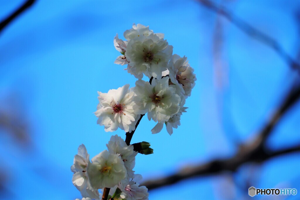 子福桜