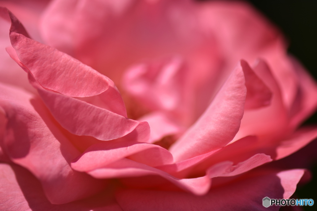 皐月花ー薔薇ー７