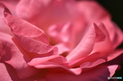皐月花ー薔薇ー７