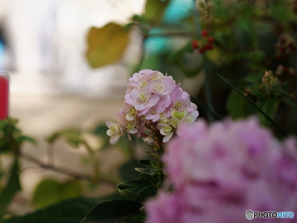 まだ咲く紫陽花