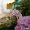 まだ咲く紫陽花