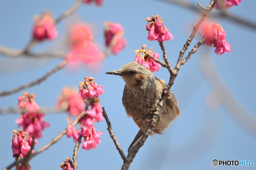 寒緋桜