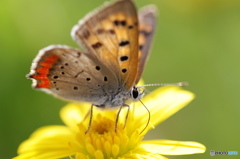 紅シジミチョウの舞－33