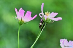 花の天敵