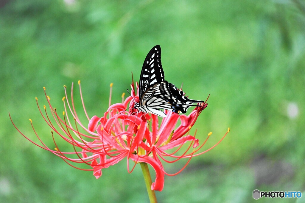 残花を求めて～ⅱ