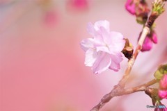 八重紫咲くら～。