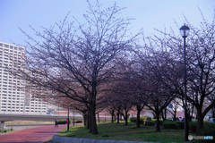 オオカン咲くら～ⅰ