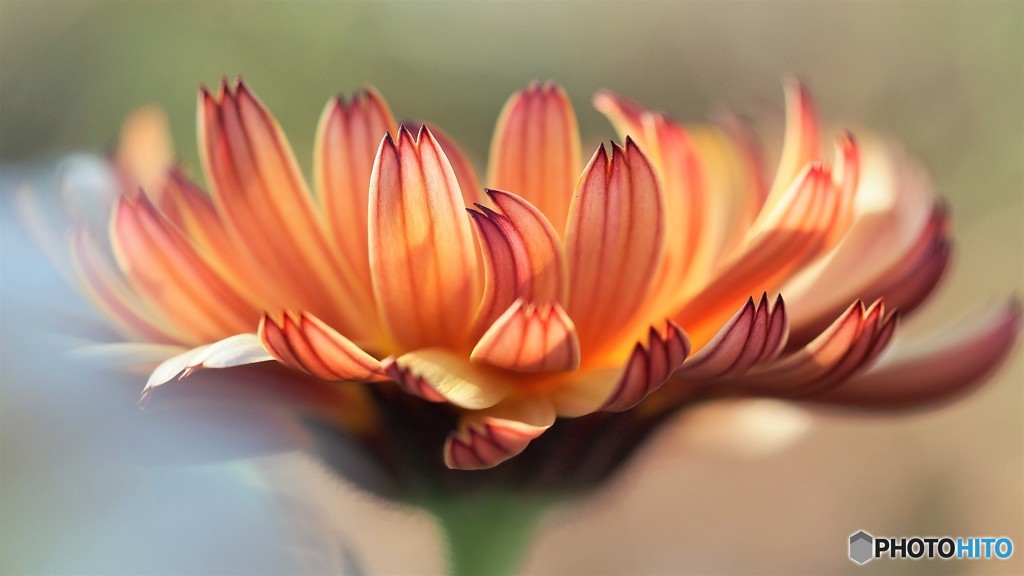 strawflower
