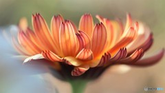 strawflower