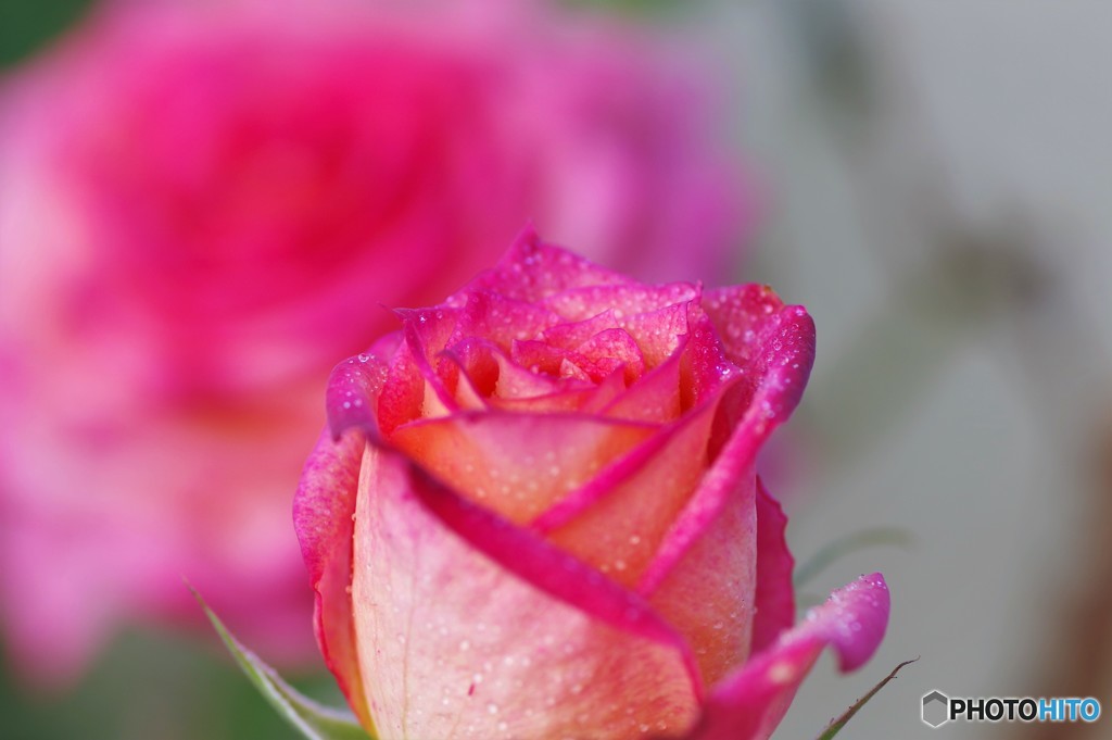 冬の薔薇、、、ⅱ