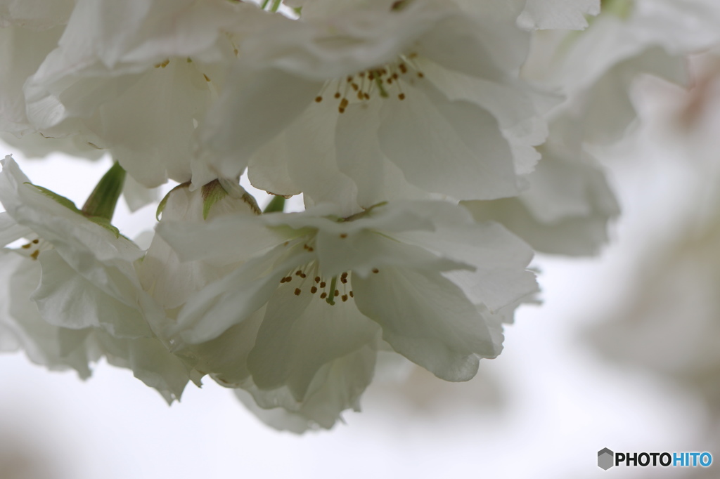 卯月桜ー朱雀ー２