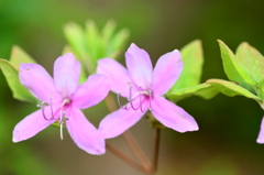 卯月花ー３