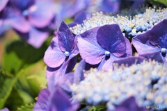 梅雨時の華
