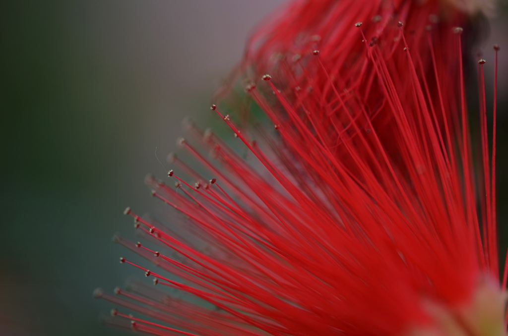 初夏の花ー10