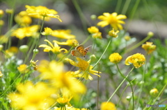 紅シジミチョウの舞－30