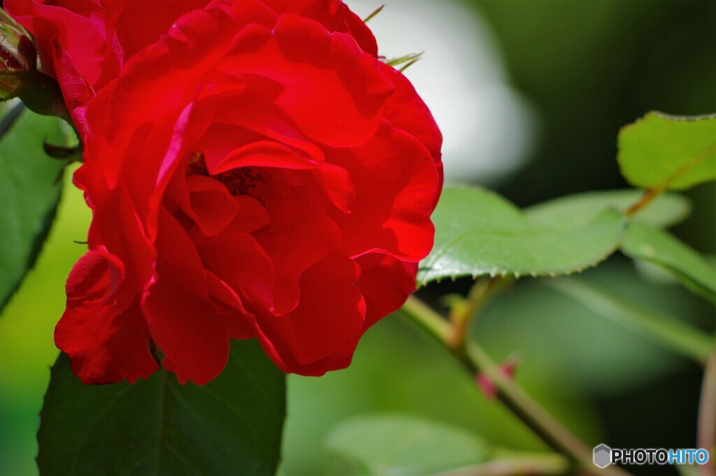 赤い薔薇