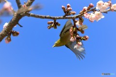 翔桜