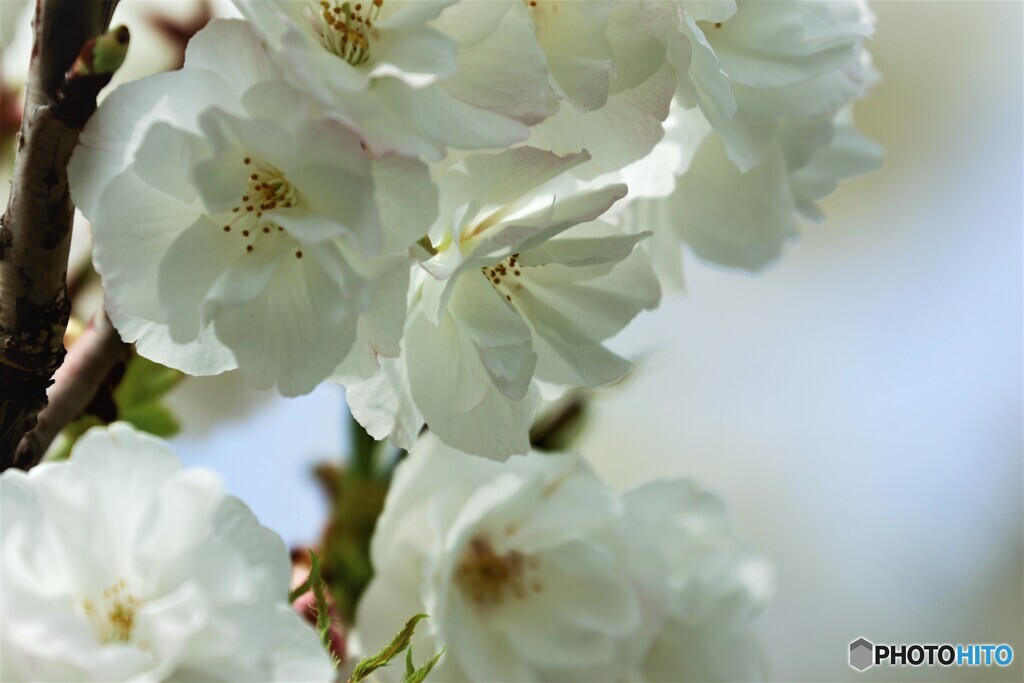八重桜便り～ⅰ