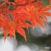 秋の深まり～②