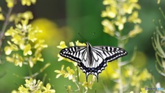 希望へのはばたき、、、。