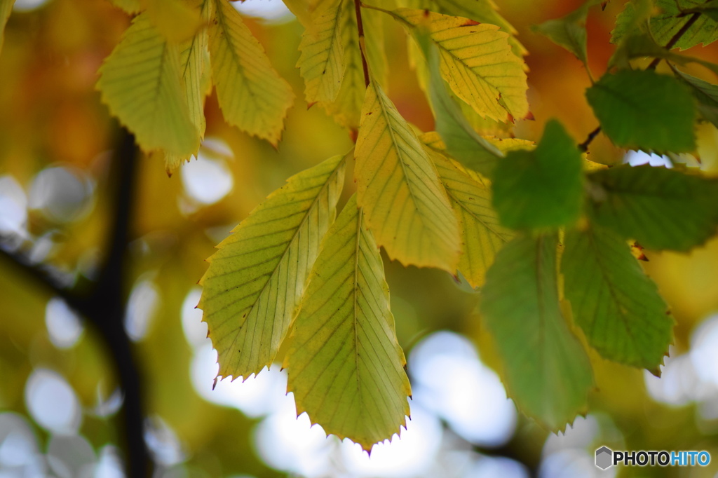 それぞれの秋ー18