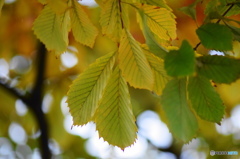 それぞれの秋ー18