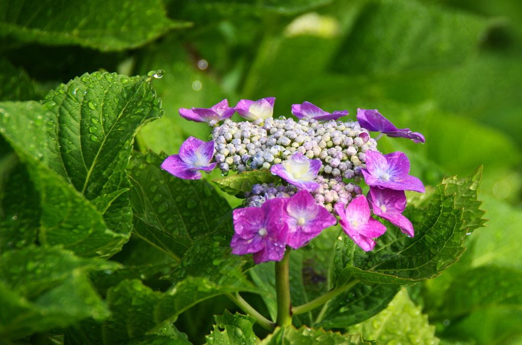 雨上がり紫陽花－７