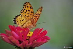 ツマ男の雄姿。