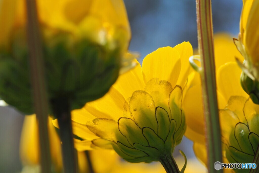 Chrysanthemum multicaule