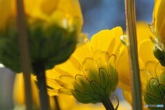 Chrysanthemum multicaule