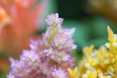 文月花ー14