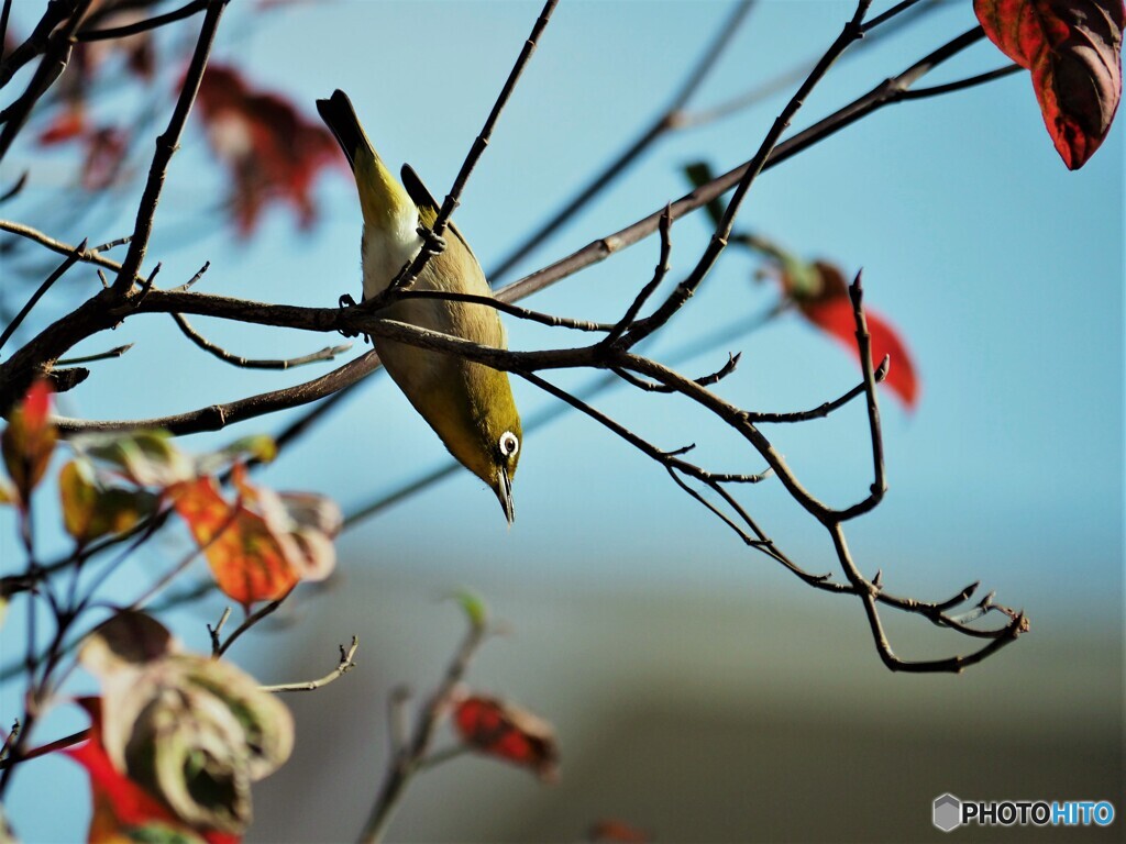 花水木
