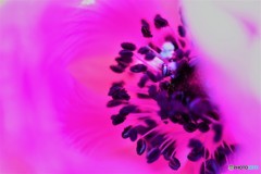 anemone、PINK