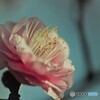 境内の紅梅～ⅳ