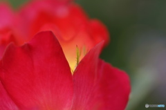皐月花ー薔薇ー４