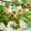名残り惜しき八重桜～ⅶ