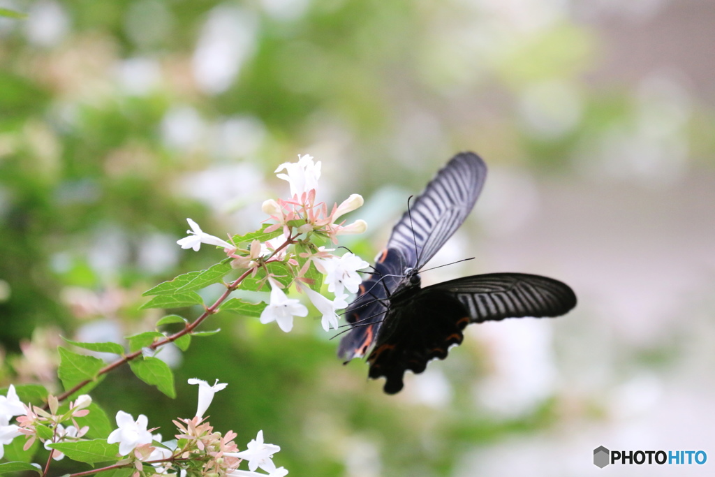 黒の舞。