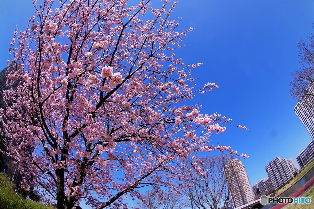 春のうららの隅田川～ⅲ