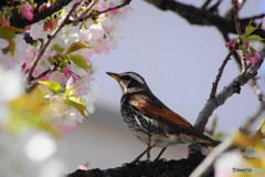 平成最後を咲く桜達～xxxix