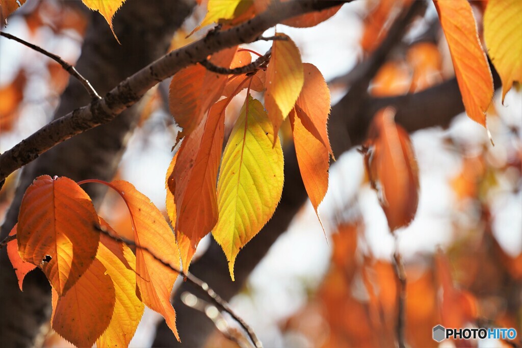 桜の紅葉～普賢象